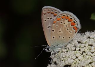 okgzl Mavi (Polyommatus icarus)