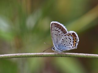 das Mavisi, Esmergz (Plebejus idas)