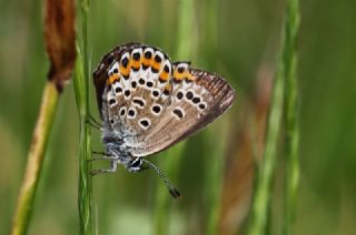 Gm Lekeli Esmergz (Plebejus argus)