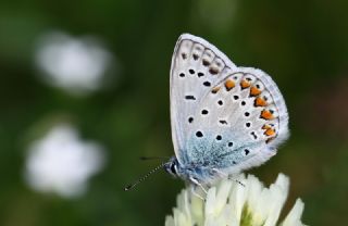 okgzl Mavi (Polyommatus icarus)