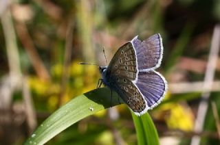okgzl Mavi (Polyommatus icarus)