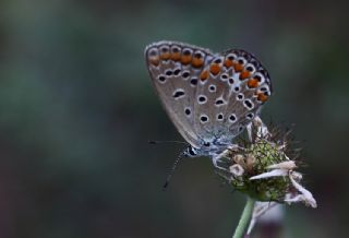 okgzl Mavi (Polyommatus icarus)