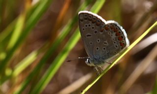 okgzl Mavi (Polyommatus icarus)
