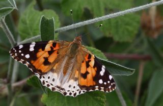 Diken Kelebei (Vanessa cardui)