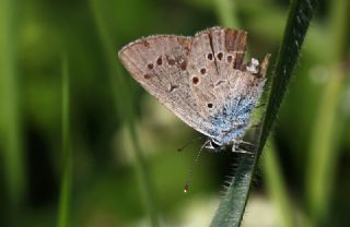 okgzl Gzel Mavi (Polyommatus bellis)