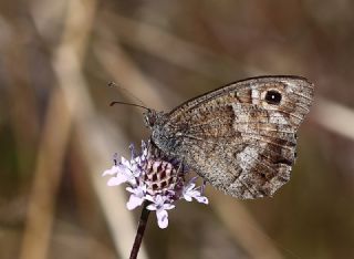 Aa Karamelei (Hipparchia statilinus)