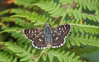 Kzl Zpzp (Spialia orbifer)