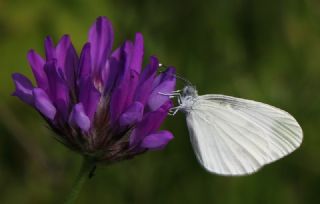 Narin Orman Beyaz (Leptidea sinapis)