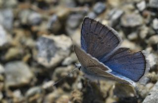 okgzl Antikarmon (Polyommatus anticarmon)