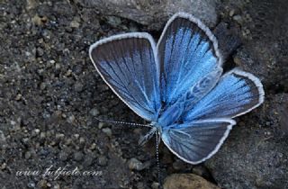 okgzl Damon Mavisi (Polyommatus damon)