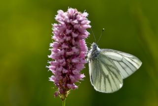 YURTDISI, Yeildamarl Beyaz  (Pieris napi)