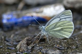 YURTDISI, Yeildamarl Beyaz  (Pieris napi)
