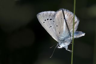 Tr almalar ([unknown genus] n/a)