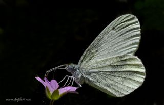 Tr almalar ([unknown genus] n/a)