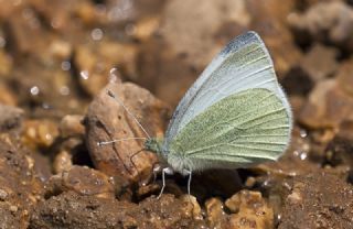 Tr almalar ([unknown genus] n/a)