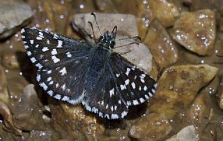 Tr almalar ([unknown genus] n/a)