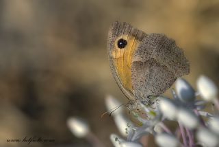 Tr almalar ([unknown genus] n/a)