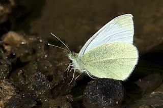 Tr almalar ([unknown genus] n/a)