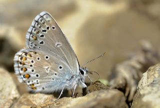 Tr almalar ([unknown genus] n/a)