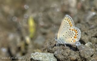 Tr almalar ([unknown genus] n/a)