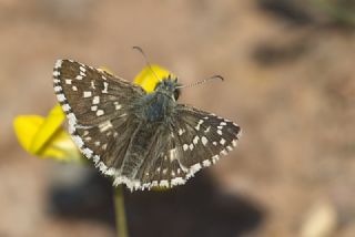 Tr almalar ([unknown genus] n/a)