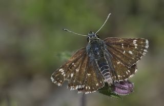 Tr almalar ([unknown genus] n/a)