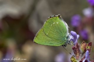 Tr almalar ([unknown genus] n/a)