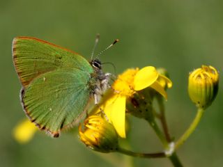 Zmrt (Callophrys rubi)