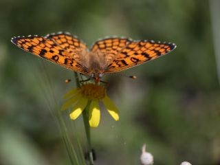 Cezayirli parhan (Melitaea ornata)