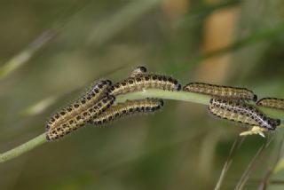 Byk Beyazmelek  (Pieris brassicae)