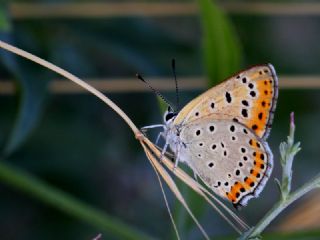 Byk Mor Bakr Gzeli (Lycaena alciphron)