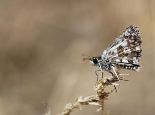 Gzel Zpzp (Pyrgus cinarae)