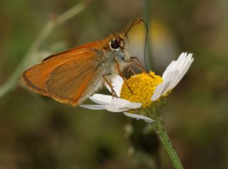 Sar Antenli Zpzp (Thymelicus sylvestris)