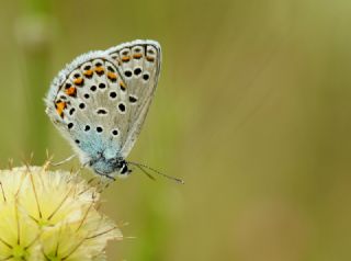 Doulu Esmergz (Plebejus carmon)