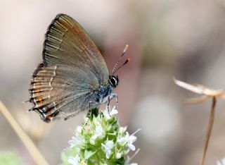 Byk Sevbeni (Satyrium ilicis)