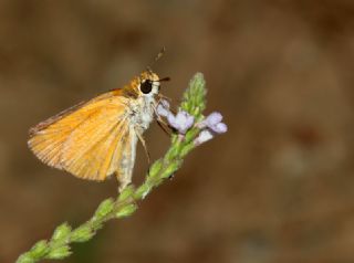 Sar Antenli Zpzp (Thymelicus sylvestris)