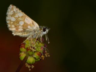 Kzl Zpzp (Spialia orbifer)