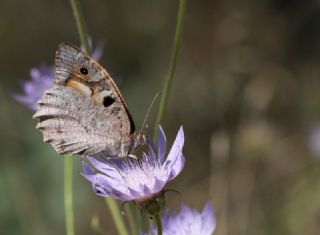Cad (Chazara briseis)