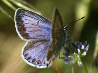okgzl Mavi (Polyommatus icarus)