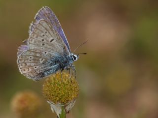 okgzl Mavi (Polyommatus icarus)