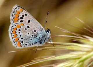 okgzl Esmer (Aricia agestis)
