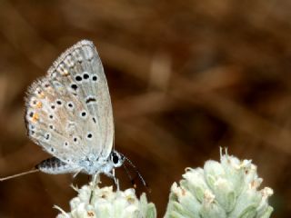 okgzl Mavi (Polyommatus icarus)