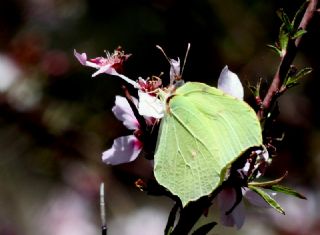 Orakkanat (Gonepteryx rhamni)