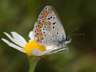 okgzl Esmer (Aricia agestis)