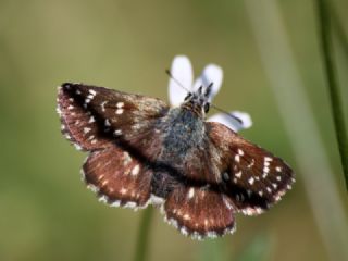 Kzl Zpzp (Spialia orbifer)