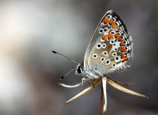 okgzl Esmer (Aricia agestis)