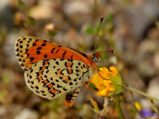 Gzel parhan (Melitaea trivia)