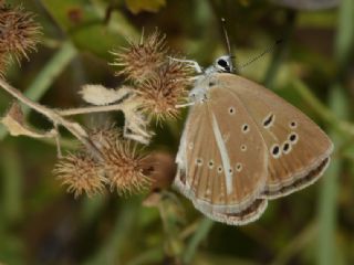 ? Agro Tr (Tanmsz) (Agrodiaetus sp.)
