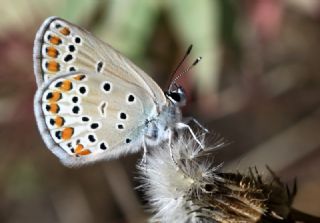 Doulu Esmergz (Plebejus carmon)