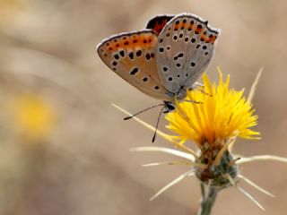 Kk Ate Gzeli (Lycaena thersamon)